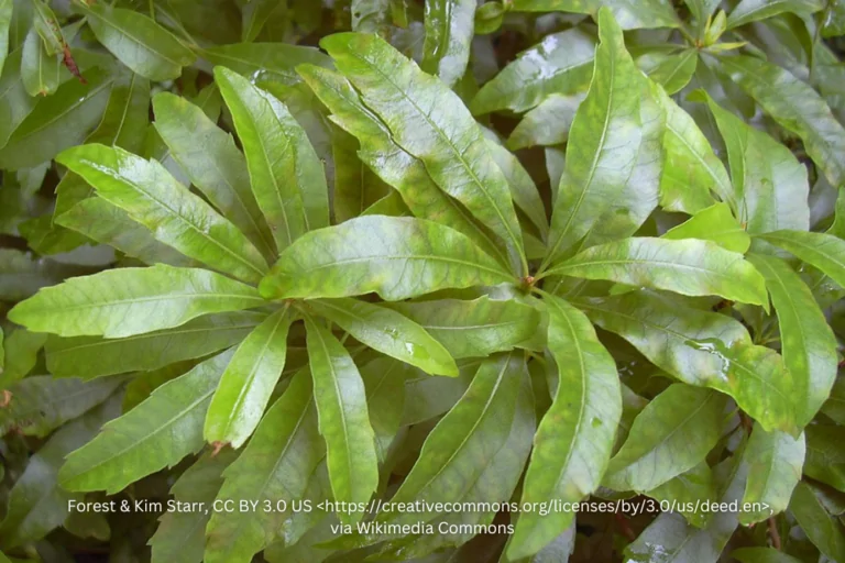 Waxmyrtle with Attribution image