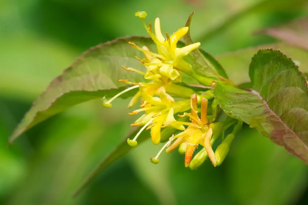 Northern Bush Honeysuckle Closeup Image