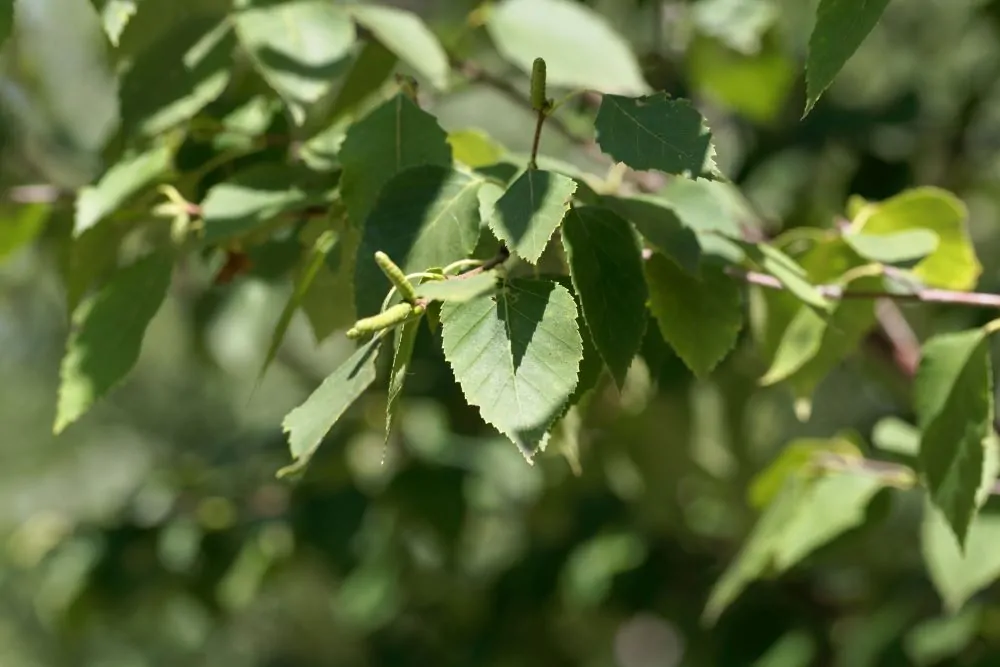 Image of Paper Birch Leaves