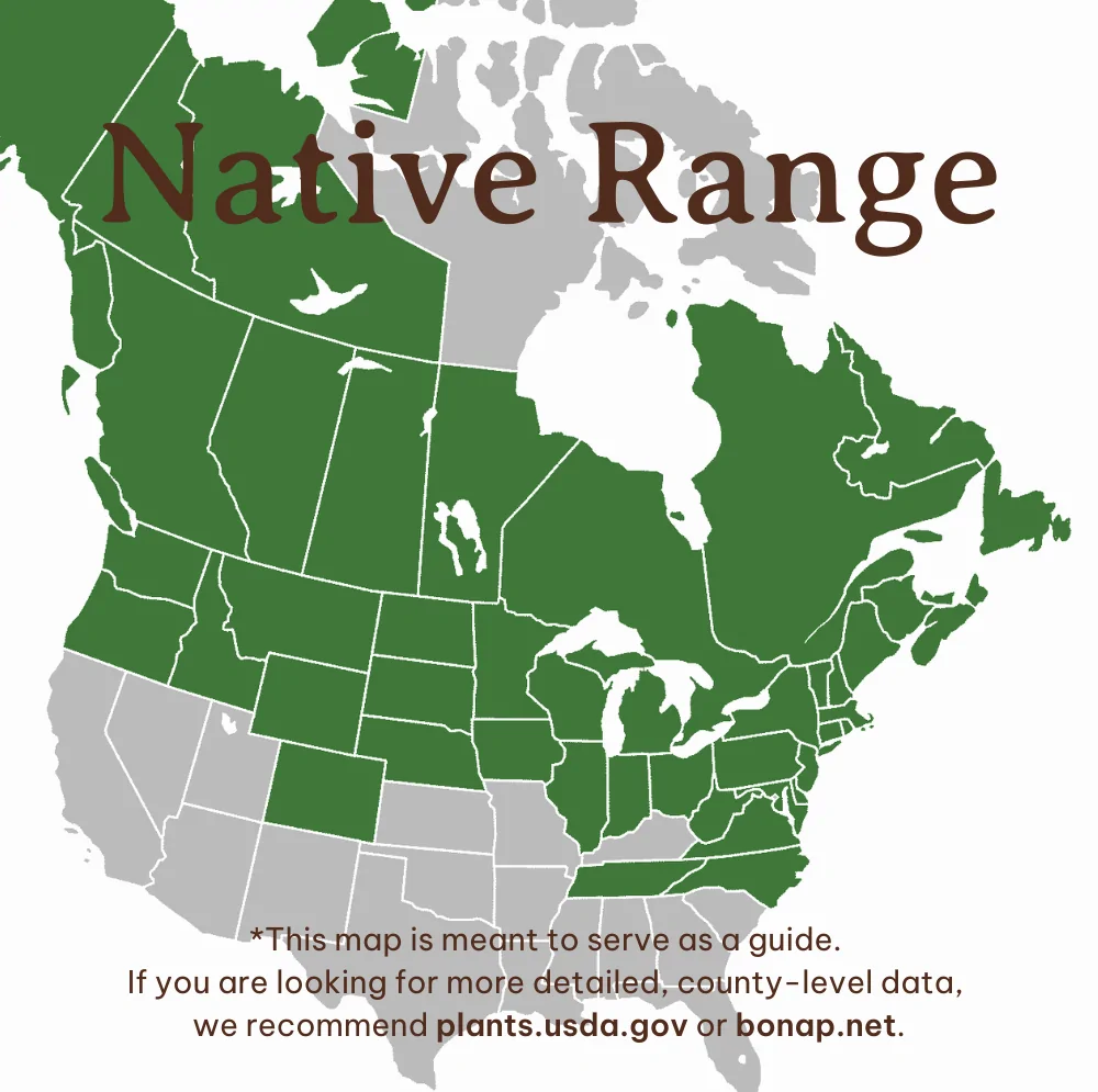 Paper Birch Range