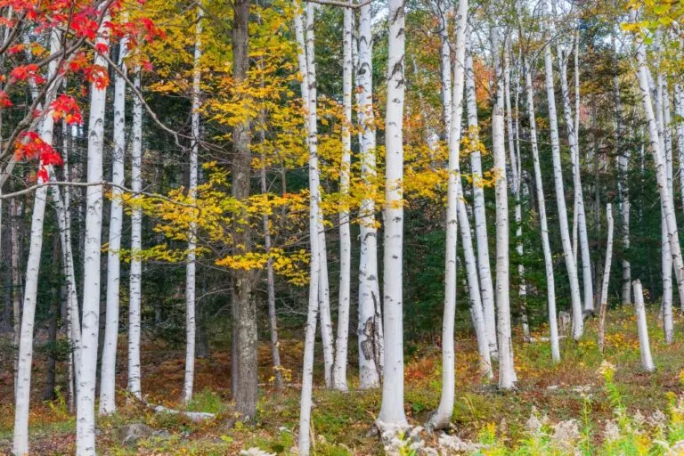 Paper Birch trees