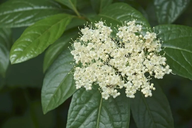 Image of Possumhaw Viburnum Blooms