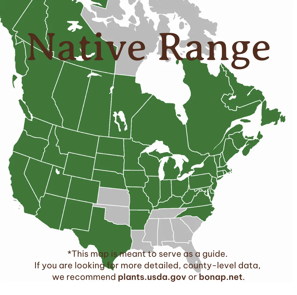Quaking Aspen Range