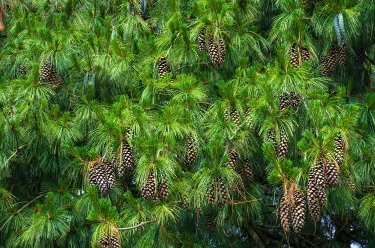 White Pine image
