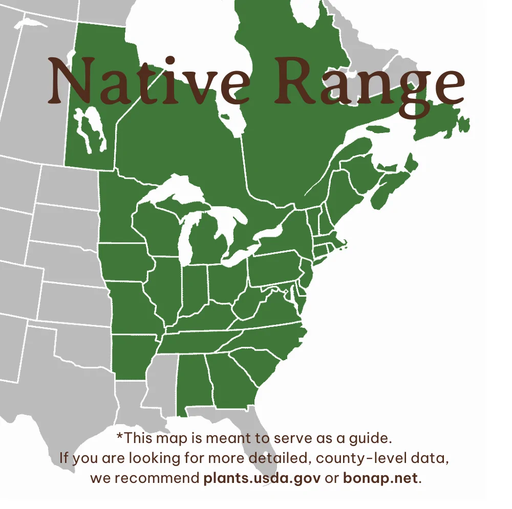 White Pine Range