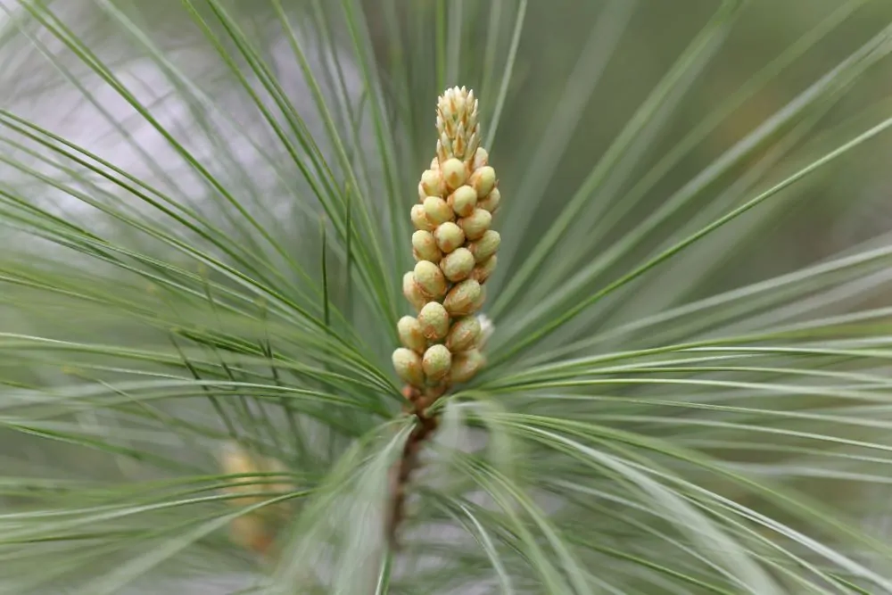 White Pine Strobili image
