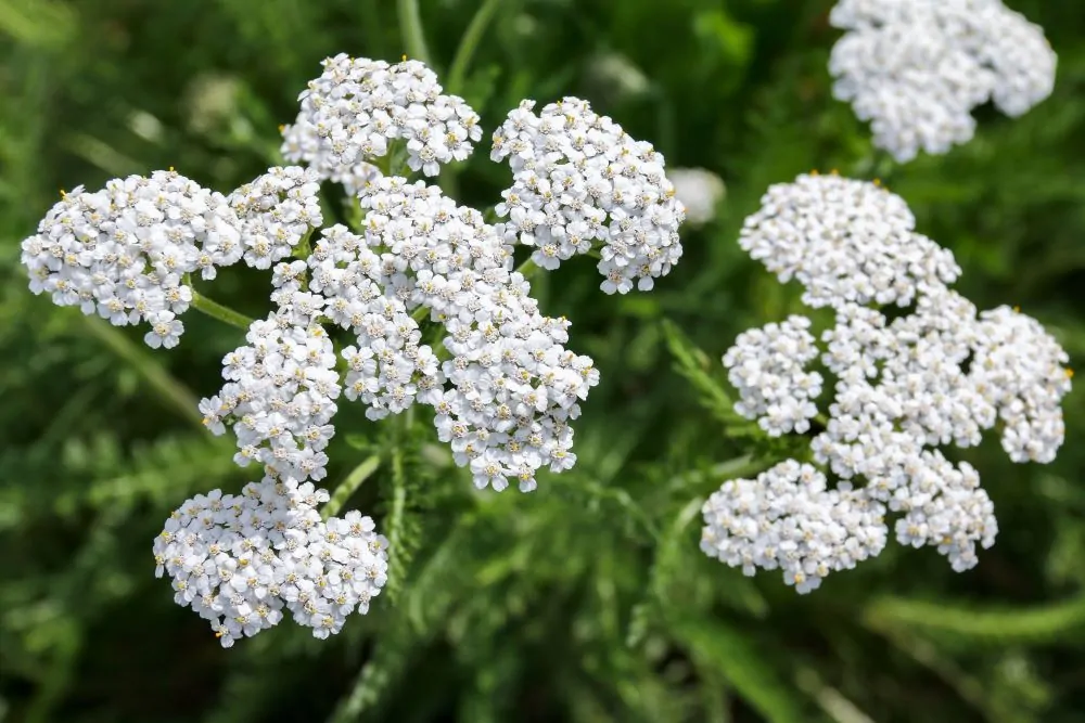 Common Yarrow Blooms