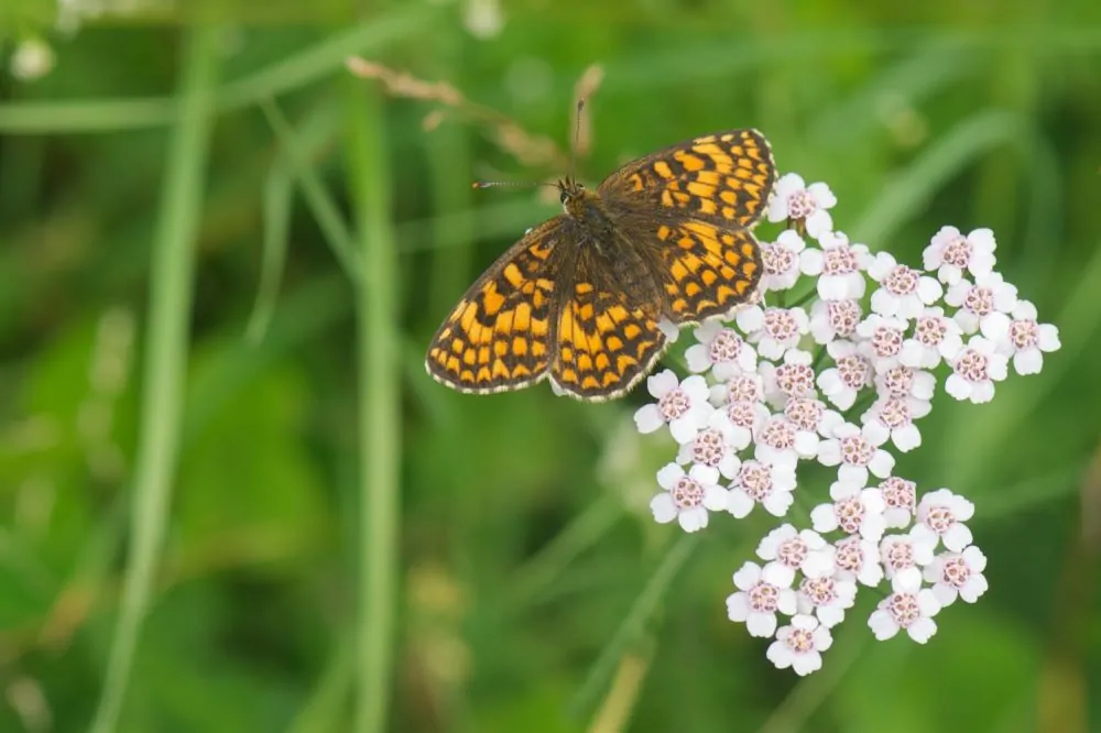 Common Yarrow Butterfly