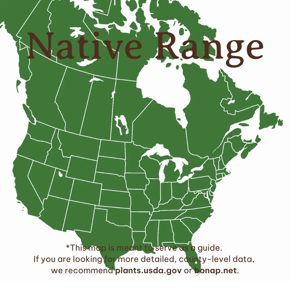 Common Yarrow Range