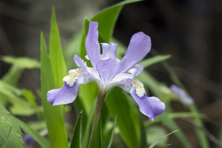 Dwarf Crested Iris Bloom Image