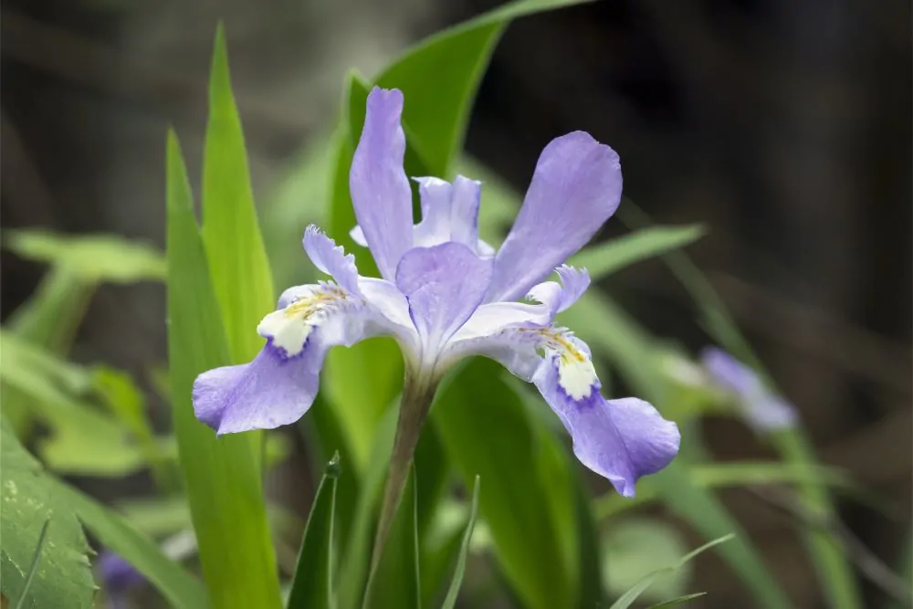 Dwarf Crested Iris Bloom Image