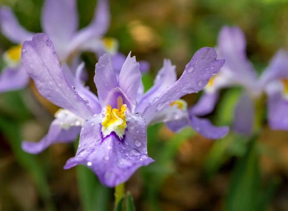 Dwarf Crested Iris Closeup Image