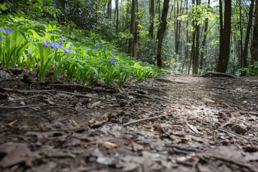 Image of Dwarf Crested Iris Woodland image