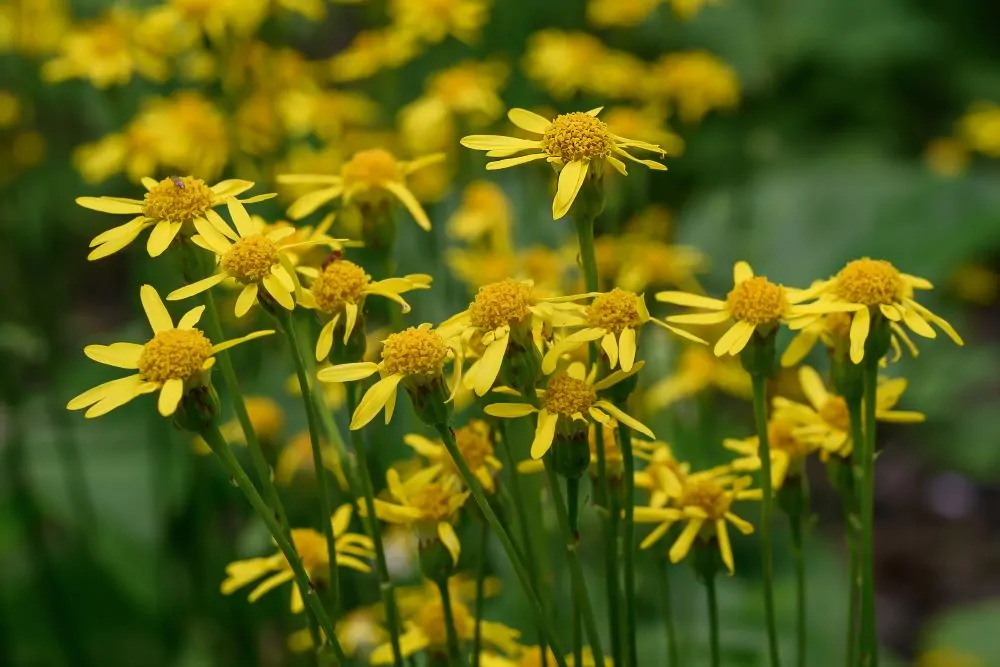 Golden Ragwort Blooms