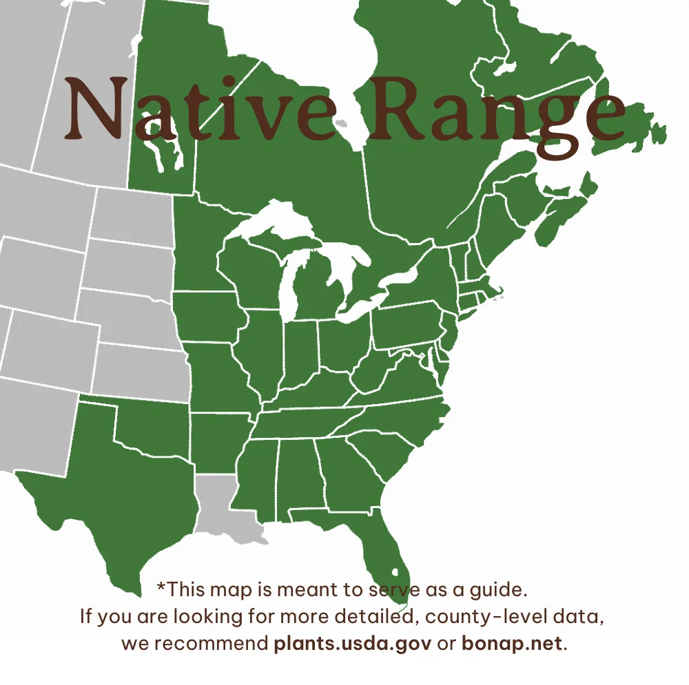 Golden Ragwort Range