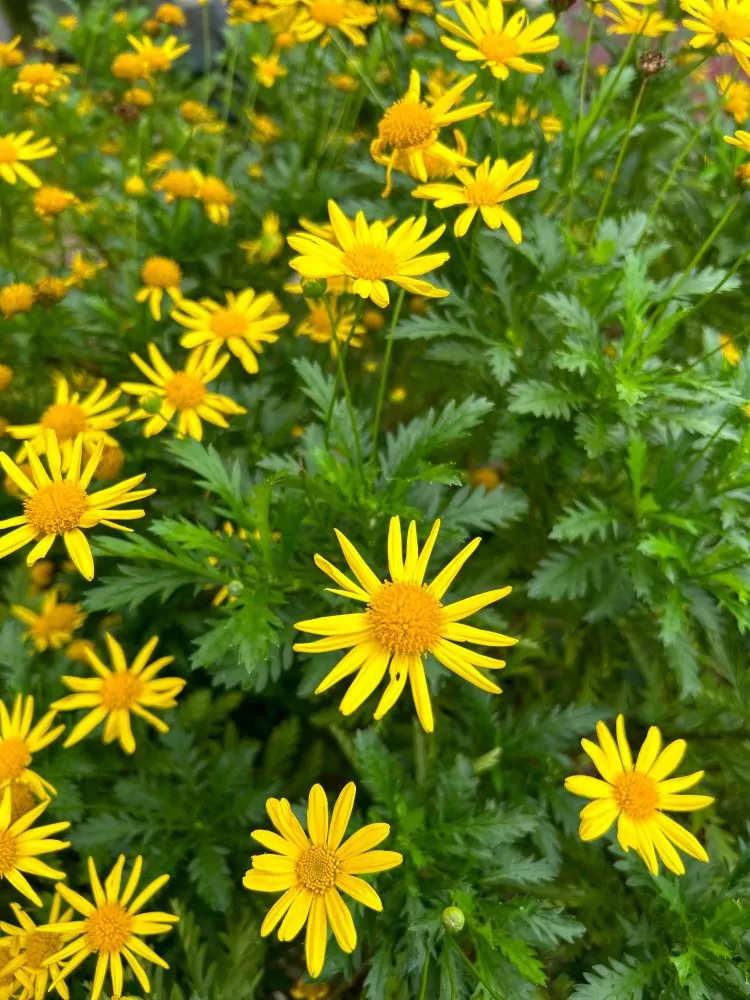 Golden Ragwort