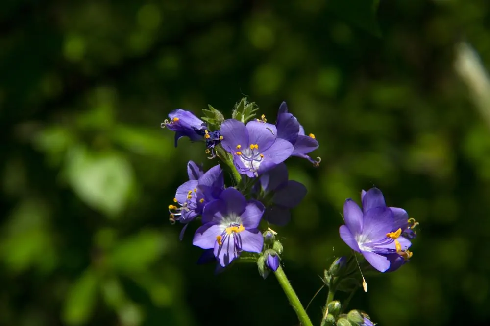 Jacobs Ladder Blooms