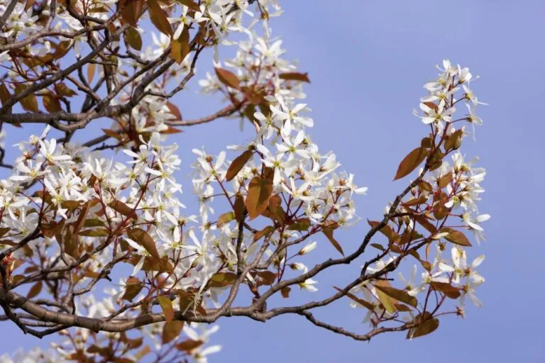 Image of Allegheny Serviceberry Blooms