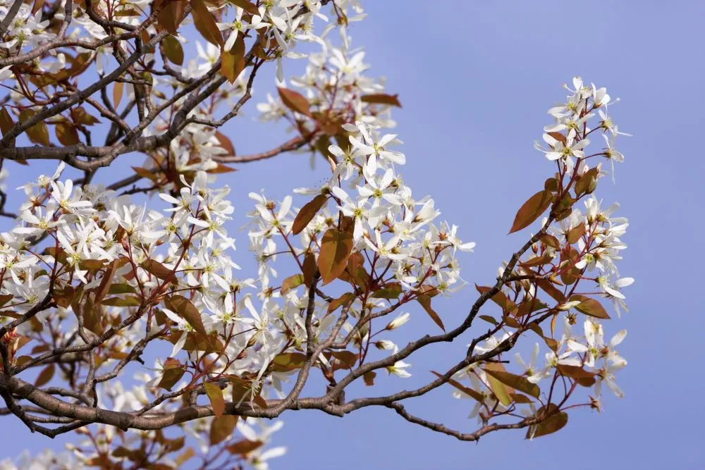 Image of Allegheny Serviceberry Blooms
