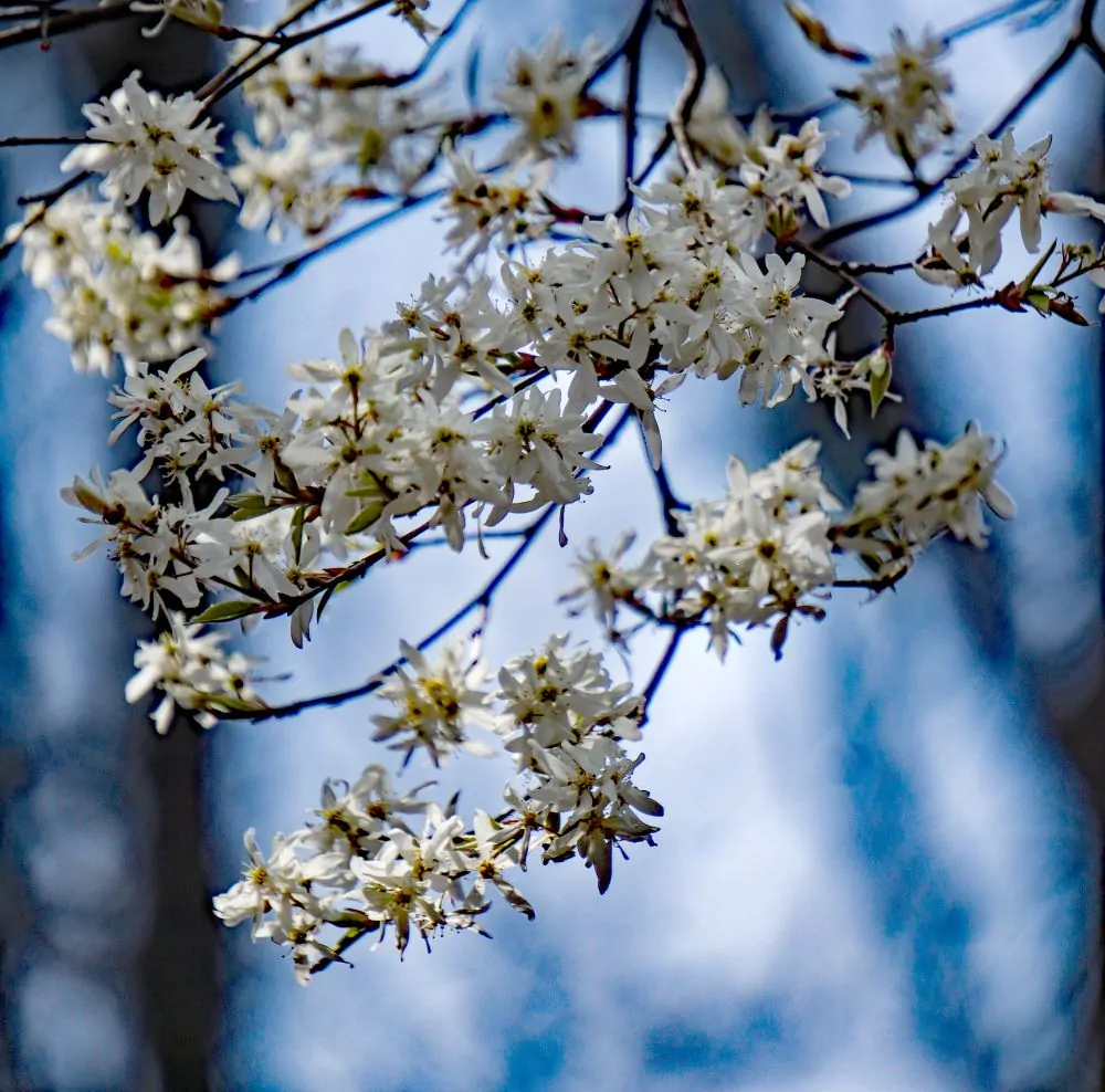 Image of Allegheny Serviceberry Branch