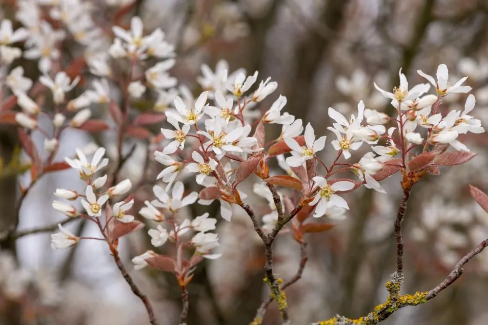 Allegheny Serviceberry Closeup Image