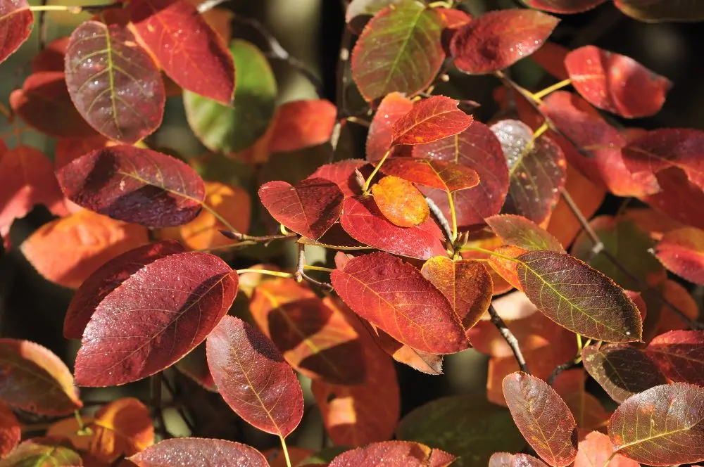 Allegheny Serviceberry Fall Color Image
