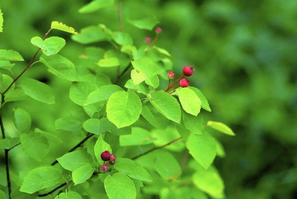 Allegheny Serviceberry Fruit Image