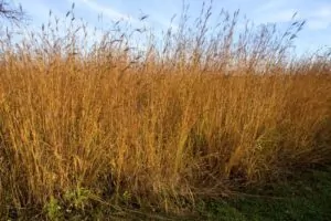 Image of Big Bluestem Fall Color
