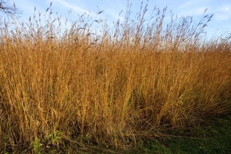 Image of Big Bluestem Fall Color