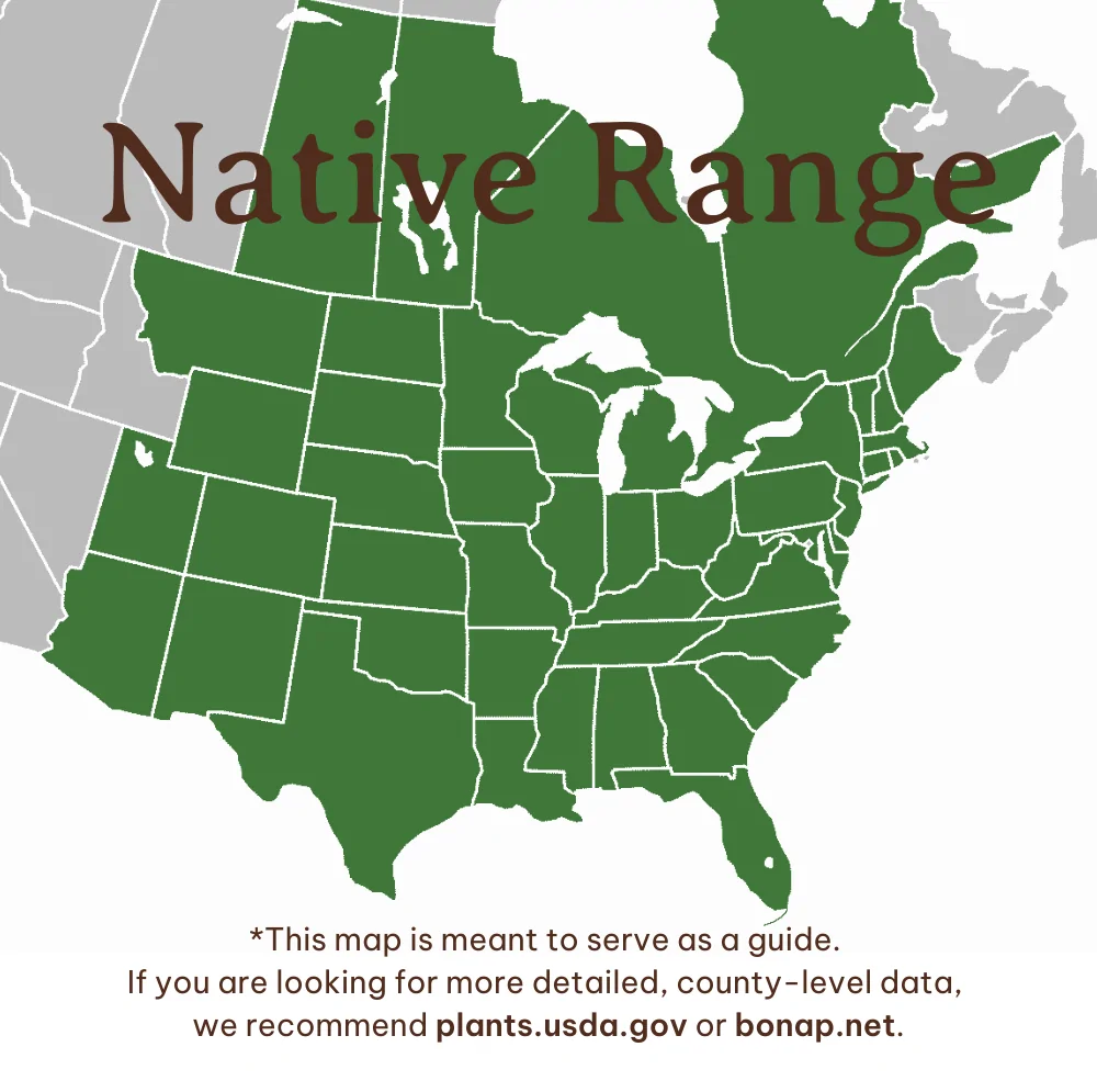 Big Bluestem Range
