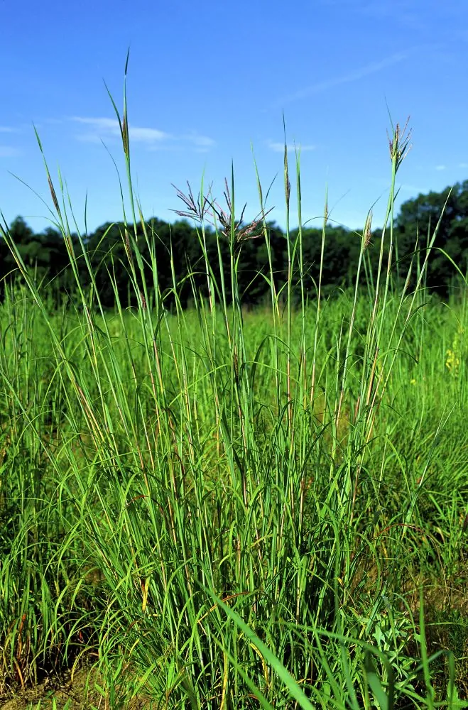 Big Bluestem Image