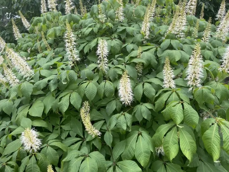 Bottlebrush Buckeye blooms image