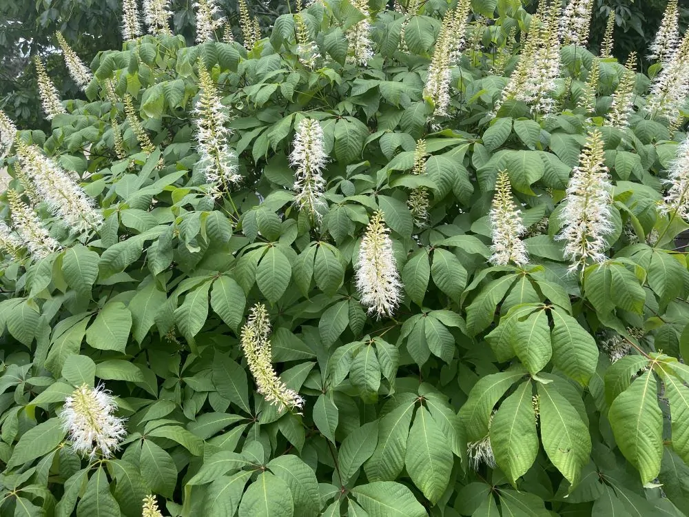 Bottlebrush Buckeye blooms image