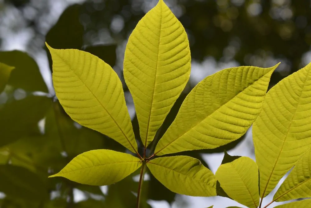 Bottlebrush Buckeye leaf
