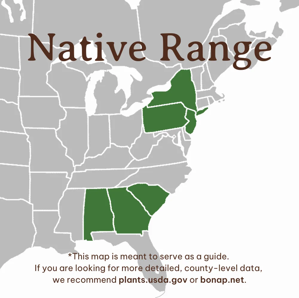Bottlebrush Buckeye Range