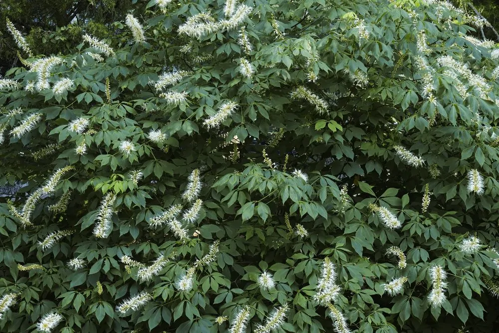 Bottlebrush Buckeye Shrub image