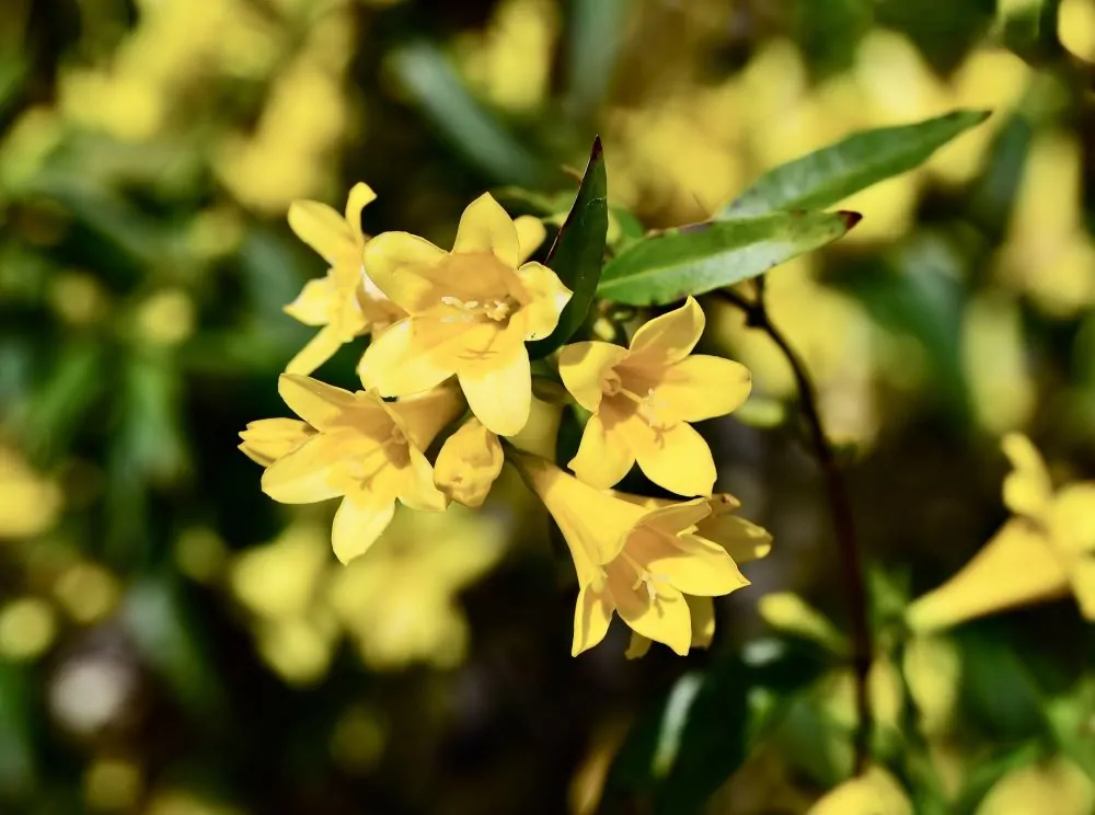 Carolina Jessamine Closeup image