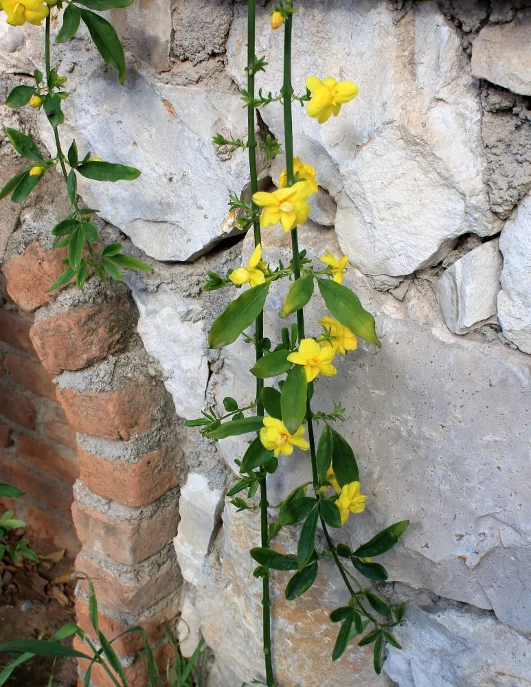 Carolina Jessamine Vine