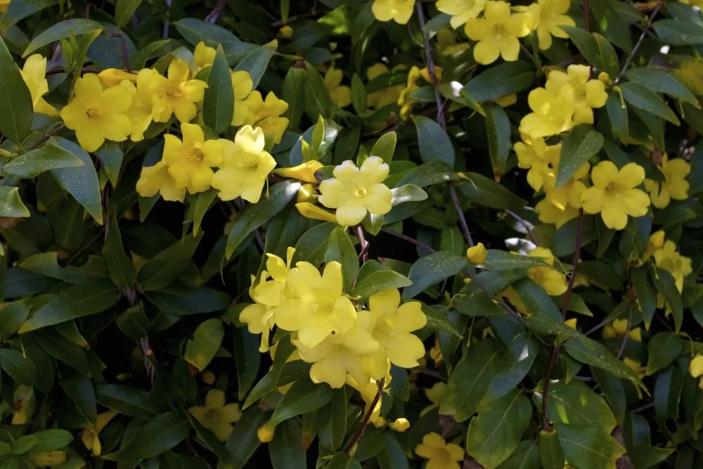 Carolina Jessamine image
