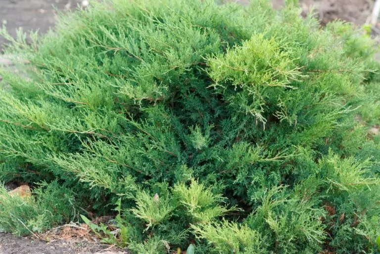 Creeping Juniper Image