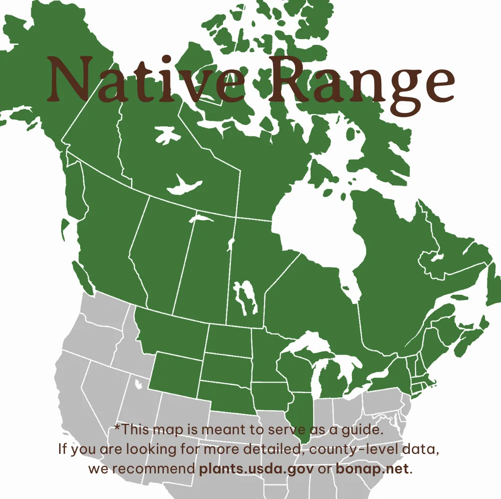 Creeping Juniper Range