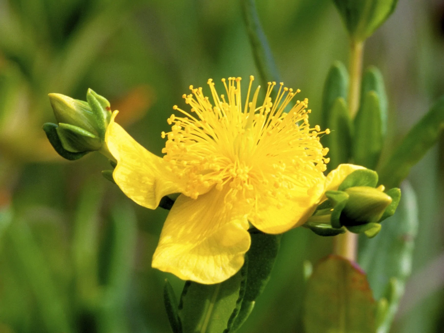 Kalm's St. John's Wort Bloom Image