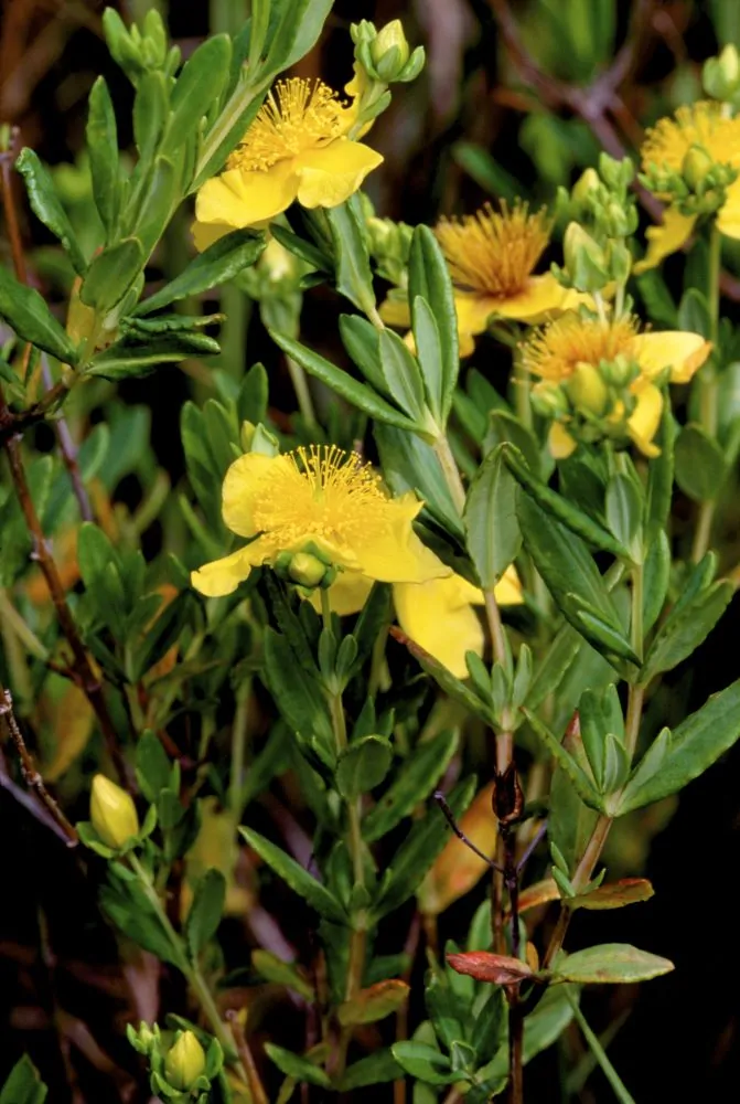 Kalm's St. John's Wort Image
