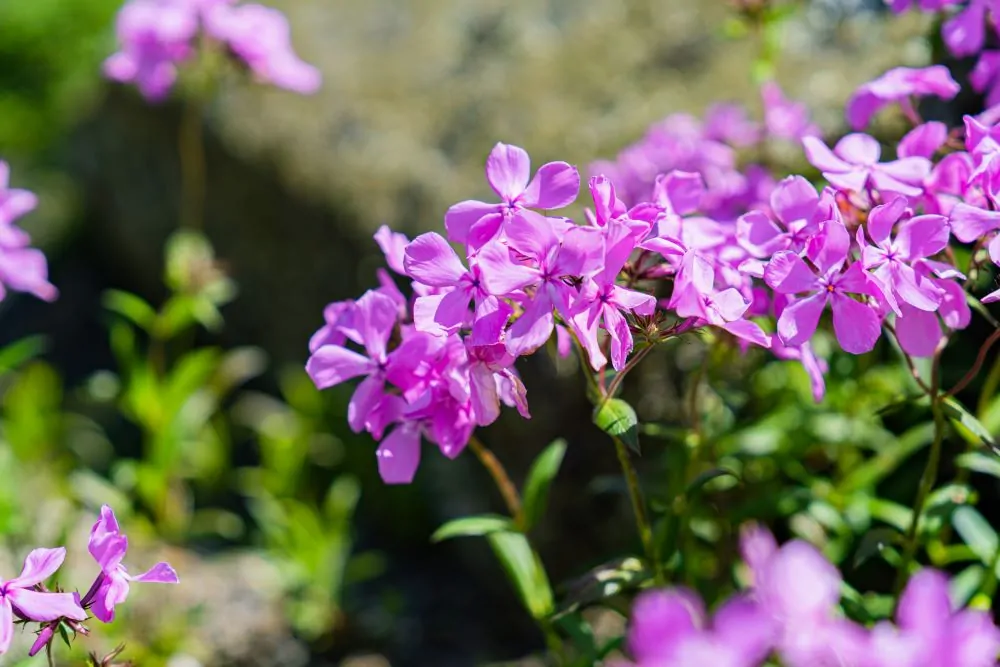 Prairie Phlox Blooms Image