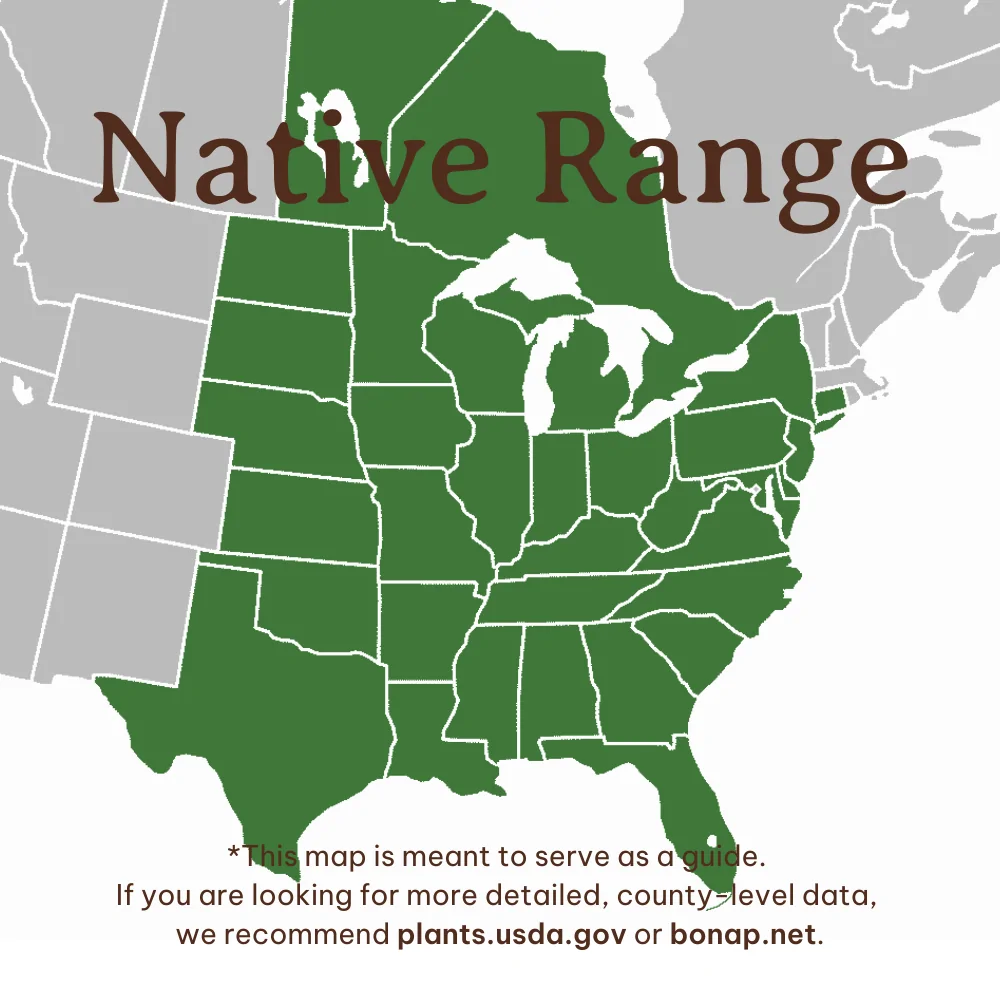 Prairie Phlox Range