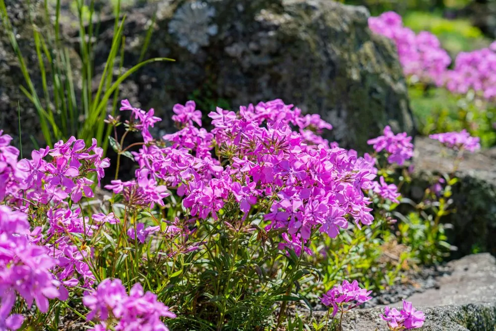 Prairie Phlox Image