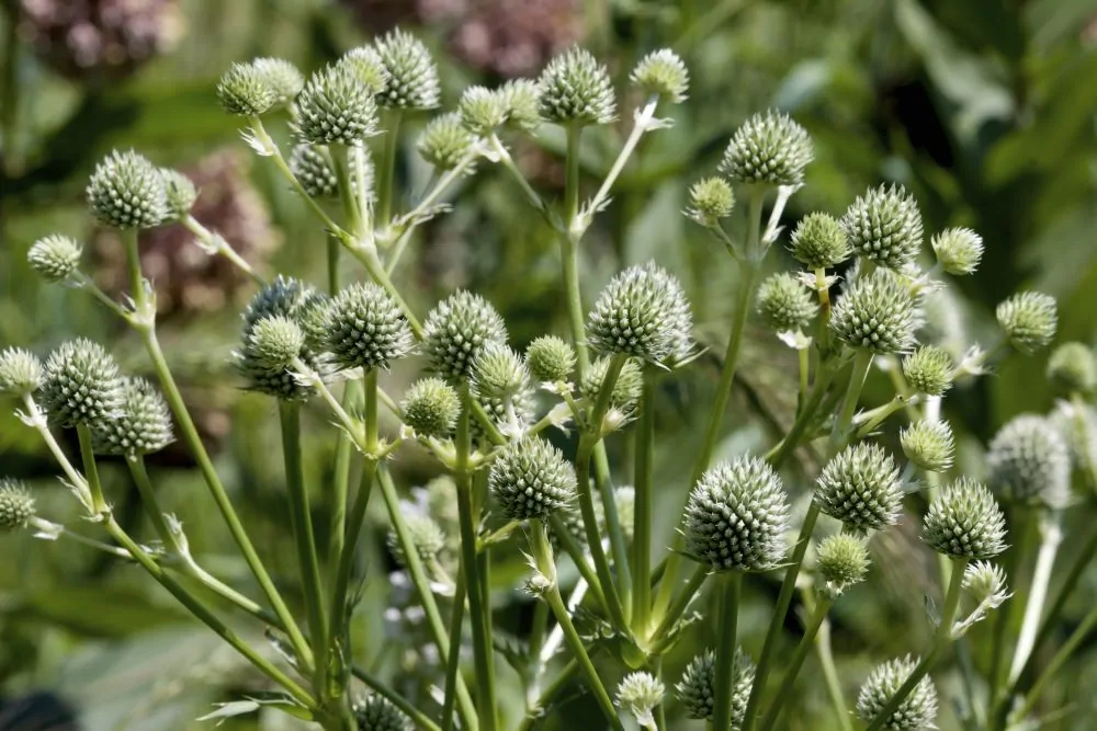 Rattlesnake Master Blooms