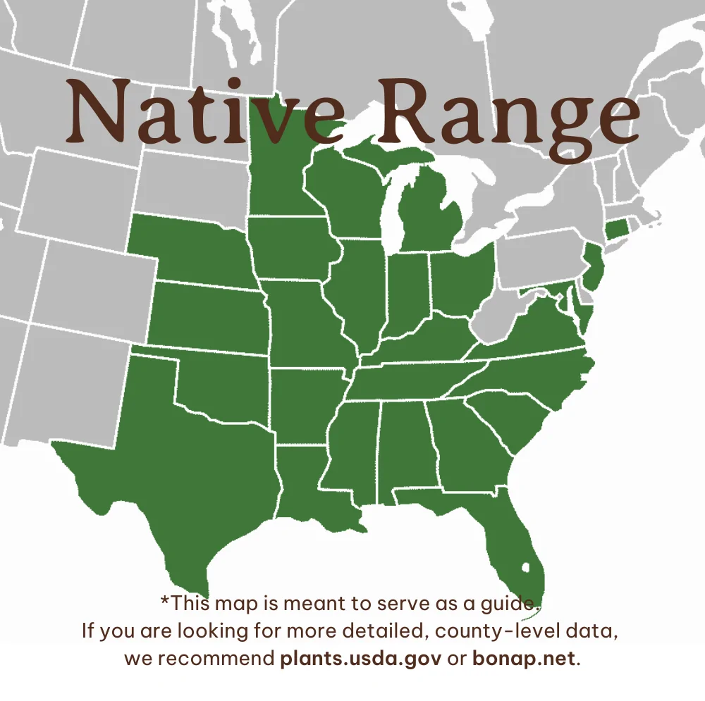 Rattlesnake Master Range