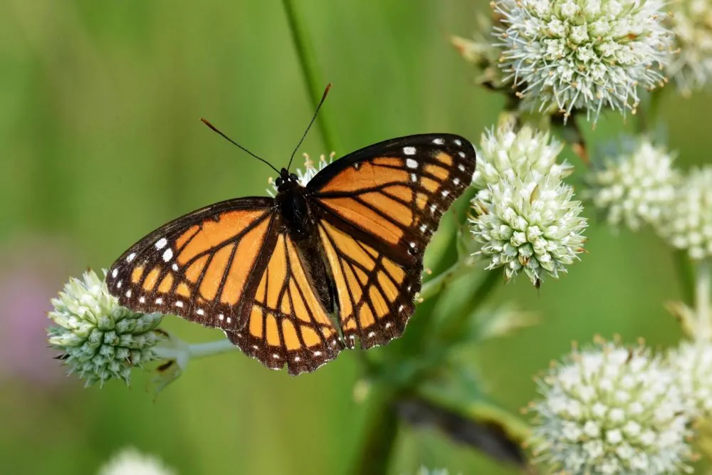 Rattlesnake Master with Viceroy Butterfly