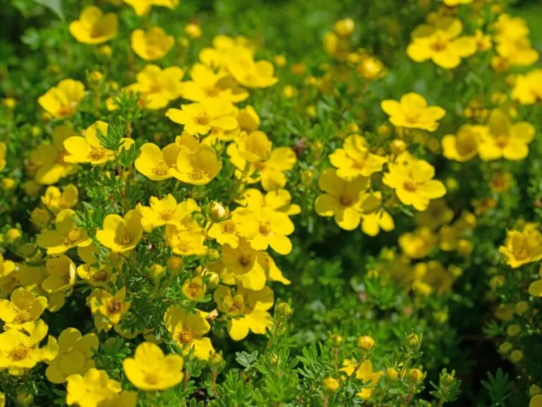 Shrubby Cinquefoil Image